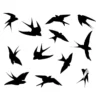 Stylish Bird Themed Wall Decal Sticker Set - Visual Aesthetic Design enhancement - Image 2